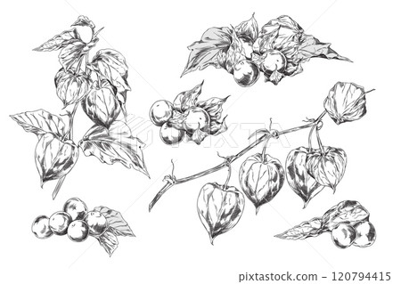 Physalis set. Berries, sepals, leaves on a branch. 120794415