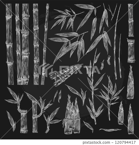 Vector bamboo set with trunk, petiole, leaves, shoots in the style of a chalk sketch Vector bamboo set with trunk, petiole, leaves, shoots in the style of a chalk sketch 120794417