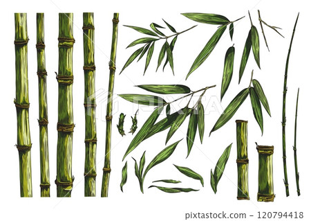 Vector graphics with a set of bamboo branches, leaves and stems in a minimalistic design 120794418