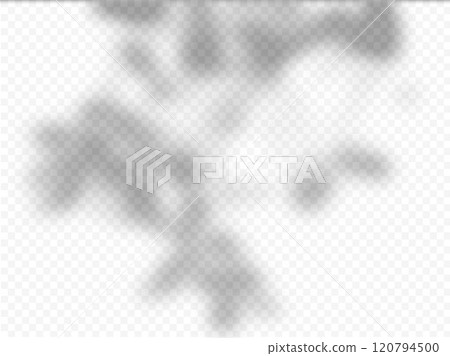 Natural shadow from tree branch foliage on transparent background vector overlay mockup, soft shadow from leaves Natural shadow from tree branch foliage on transparent background vector overlay mockup, soft shadow from leaves 120794500