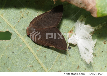 Chinese grasshopper (an alien species) and its exoskeleton 120794579