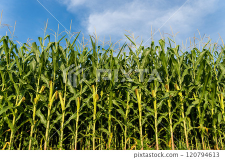 Tall corn plants grow densely against a clear blue sky, indicating a productive summer season in a rural agricultural region. The crops appear well-nourished and vibrant Tall corn plants grow densely against a clear blue sky, indicating a productive summer season in a rural agricultural region. The crops appear well-nourished and vibrant 120794613