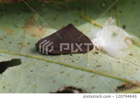 Chinese grasshopper (an alien species) and its exoskeleton Chinese grasshopper (an alien species) and its exoskeleton 120794648