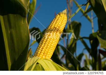 A cob of corn on the stalk. A ripe ear of corn grows in a field at sunset. Agro industry A cob of corn on the stalk. A ripe ear of corn grows in a field at sunset. Agro industry 120794745