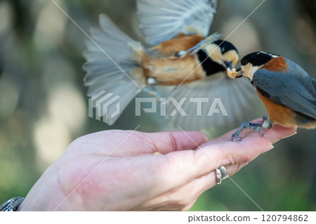 日本兵庫縣赤穗市大高台山上一隻可愛的山雀 120794862