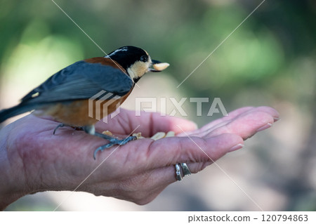 日本兵庫縣赤穗市大高台山上一隻可愛的山雀 120794863