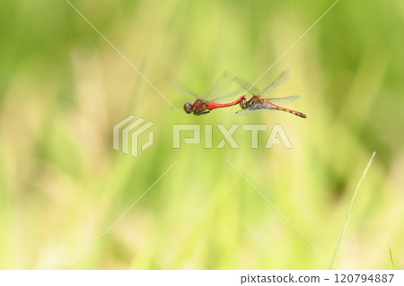 A pair of summer darters engaged in spawning behavior 120794887