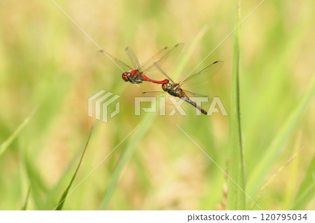 A pair of summer darters engaged in spawning behavior A pair of summer darters engaged in spawning behavior 120795034