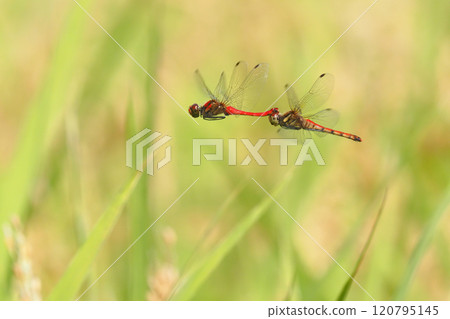 A pair of summer darters engaged in spawning behavior 120795145