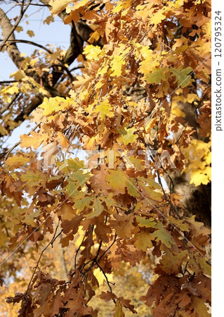 Autumn leaves on maple trees Foliage in park in sun. Natural autumn background. Autumn leaves on maple trees Foliage in park in sun. Natural autumn background. 120795324