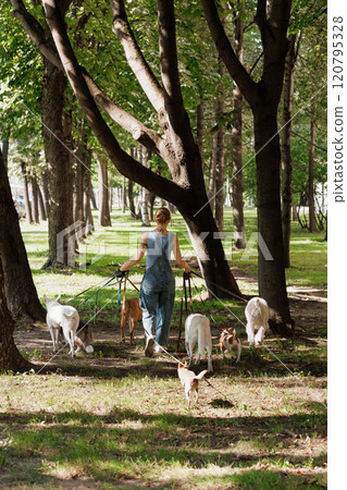 woman walks with dogs in park, each dog on leash. view from back woman walks with dogs in park, each dog on leash. view from back 120795328
