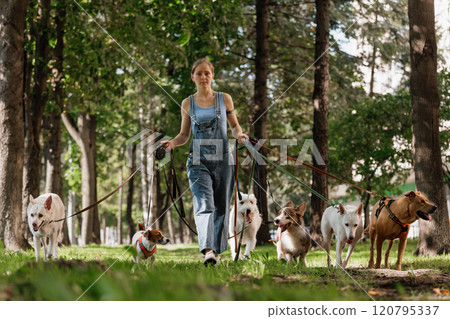woman is walking her dogs in park woman is walking her dogs in park 120795337