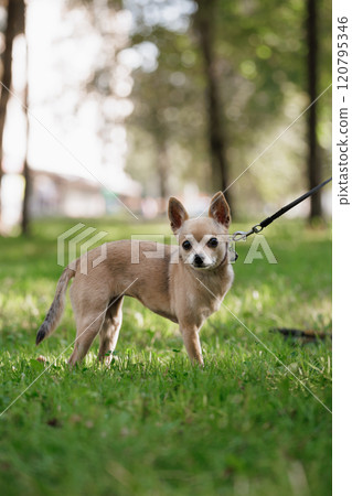 Chihuahua, small dog is standing in a grassy field with a leash on. Chihuahua, small dog is standing in a grassy field with a leash on. 120795346