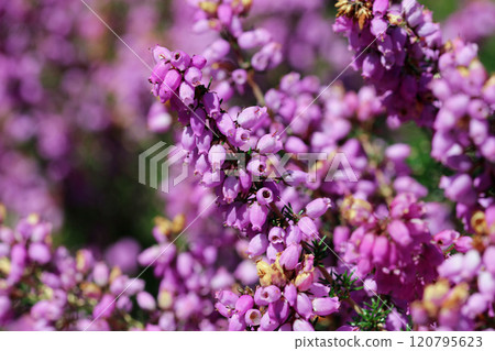 Pink bell heather flowers in close up 120795623
