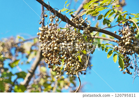 White Waxberry Fruit (Autumn, November) 120795811
