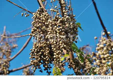 白榛果（秋、十一月） 120795814