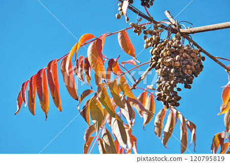 White Waxberry Fruit (Autumn, November) 120795819