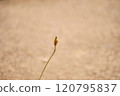 花後～花終。 120795837