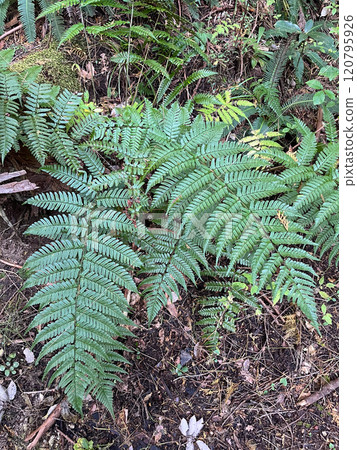 A popular medium-sized fern with spreading leaves. 120795926