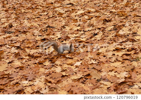 Squirrel in the autumn park with autumn colors, autumn foliage background. 120796019