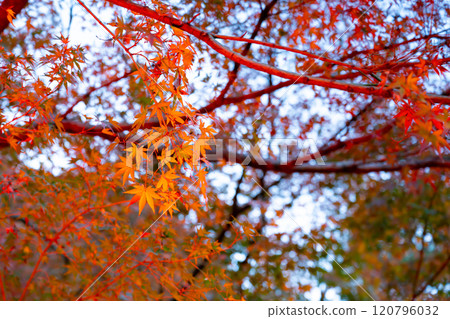 Autumn leaves at Happo-en Garden, Shirokanedai, Minato-ku, Tokyo (TOKYO RED GARDEN) 120796032