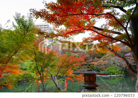 Autumn leaves at Happo-en Garden, Shirokanedai, Minato-ku, Tokyo (TOKYO RED GARDEN) 120796033