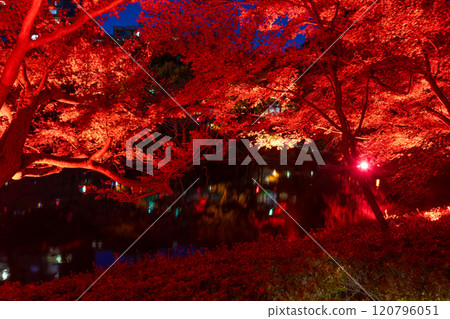 Autumn leaves at Happo-en Garden, Shirokanedai, Minato-ku, Tokyo (TOKYO RED GARDEN) Autumn leaves at Happo-en Garden, Shirokanedai, Minato-ku, Tokyo (TOKYO RED GARDEN) 120796051