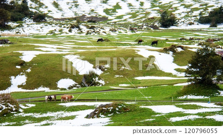 Trekking scenery of Ammelthubel, Murren, Lauterbrunnen, Switzerland 120796055