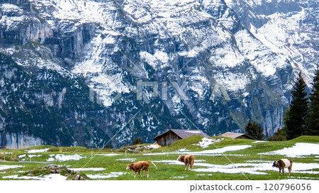 Trekking scenery of Ammelthubel, cows, Murren, Lauterbrunnen, Switzerland Trekking scenery of Ammelthubel, cows, Murren, Lauterbrunnen, Switzerland 120796056