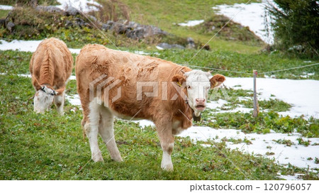 瑞士勞特布龍嫩 Mürren 牛的 Ammelthubel 健行場景 瑞士勞特布龍嫩 Mürren 牛的 Ammelthubel 健行場景 120796057