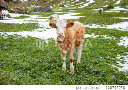 Trekking scenery of Ammelthubel, cows, Murren, Lauterbrunnen, Switzerland Trekking scenery of Ammelthubel, cows, Murren, Lauterbrunnen, Switzerland 120796058