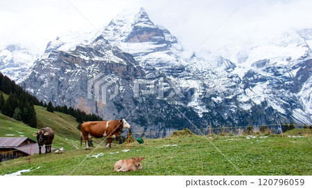 瑞士勞特布龍嫩 Mürren 牛的 Ammelthubel 健行場景 120796059