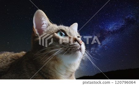 Night sky and cat 120796064