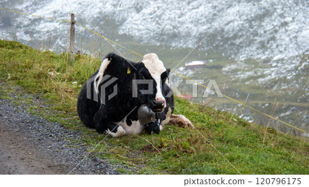 從 Kleine Scheidegg 健行到 Wengen Cow 翁根葛林戴華德 瑞士 120796175