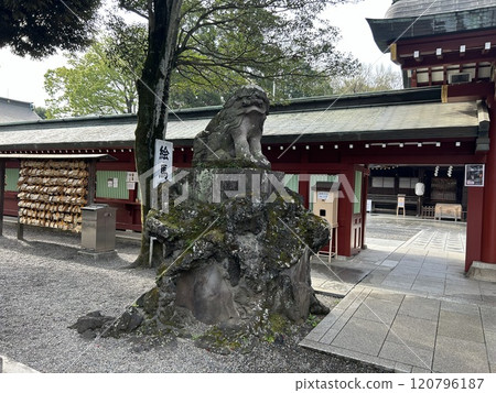 This is the Un guardian lion statue in front of the Nakajakumon Gate of Okunitama Shrine in Fuchu City, Tokyo. 120796187