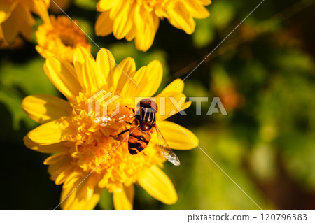 Hoverfly on a chrysanthemum Hoverfly on a chrysanthemum 120796383
