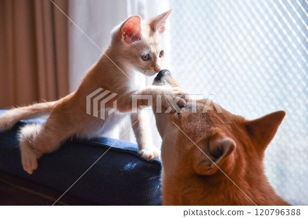 Funny Funny 120796388