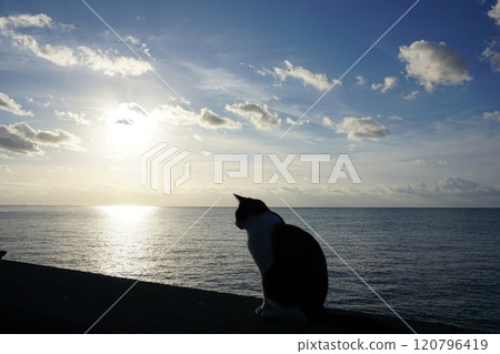 A local cat walking along the embankment 120796419