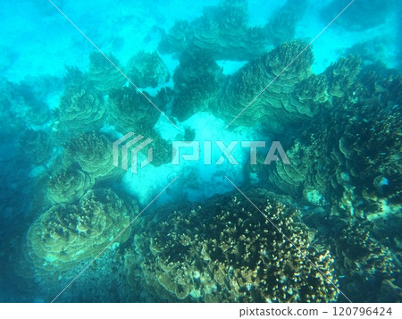 Ishigaki Island Underwater World, Palau Porites Coral Colony 120796424