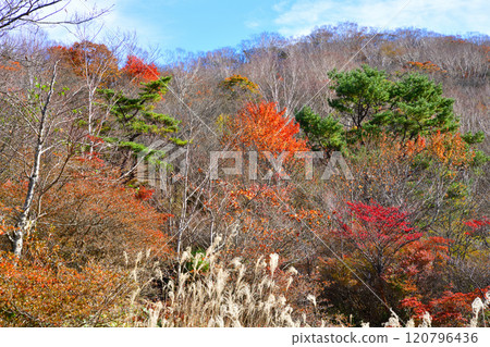 Autumn foliage scenery along Lake Konuma in Akagi in late autumn 120796436