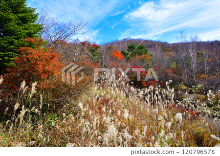 Autumn foliage scenery along Lake Konuma in Akagi in late autumn 120796578