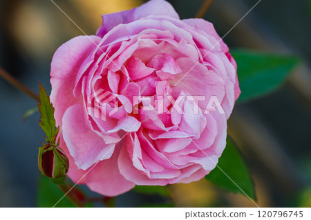 Pink roses and red buds Pink roses and red buds 120796745