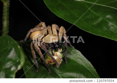 生物： 蜘蛛： 蜘蛛科的一種大型蜘蛛。 11月在沖繩本島 120797054