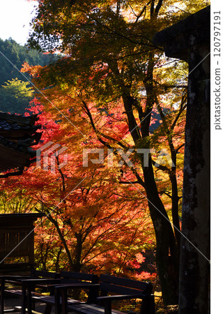 美濃大矢田神社花盛開 美濃大矢田神社花盛開 120797191