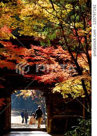美濃大矢田神社花盛開 120797192