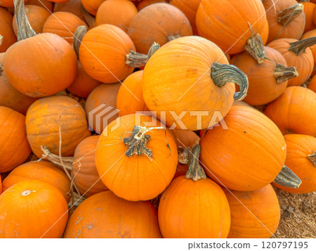Large piles scattering of small pumpkins and gourds Large piles scattering of small pumpkins and gourds 120797195