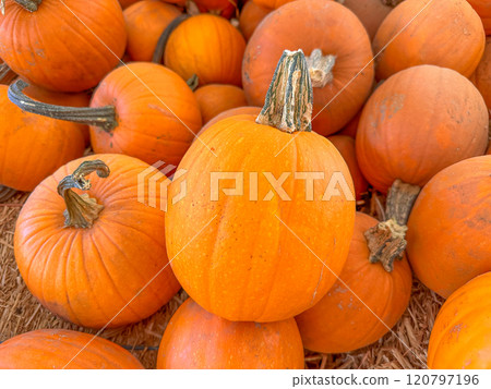 Large piles scattering of small pumpkins and gourds Large piles scattering of small pumpkins and gourds 120797196