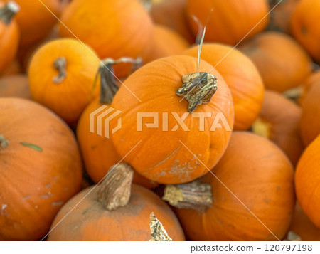 Large piles scattering of small pumpkins and gourds Large piles scattering of small pumpkins and gourds 120797198