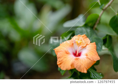 華麗的橙色木槿花 華麗的橙色木槿花 120797455