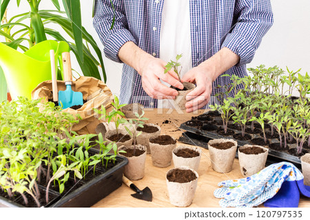 Pricking out, a man transplants young tomato and pepper seedlings into eco pots 120797535